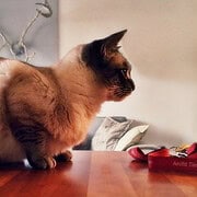 Seitenansicht einer hübschen Katze, hockt auf einem Tisch und ist auf den Sprung bereit