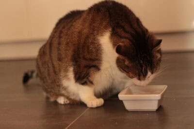 Dicke Katze frisst.