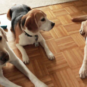 Hunde Trio auf dem Parkett