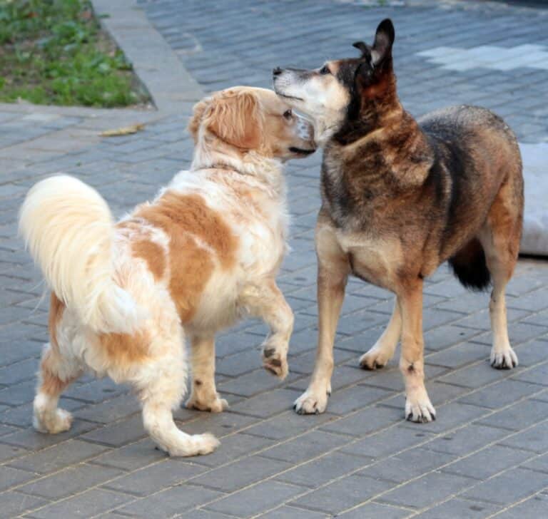 biancawolff-hunde-spielverhalten