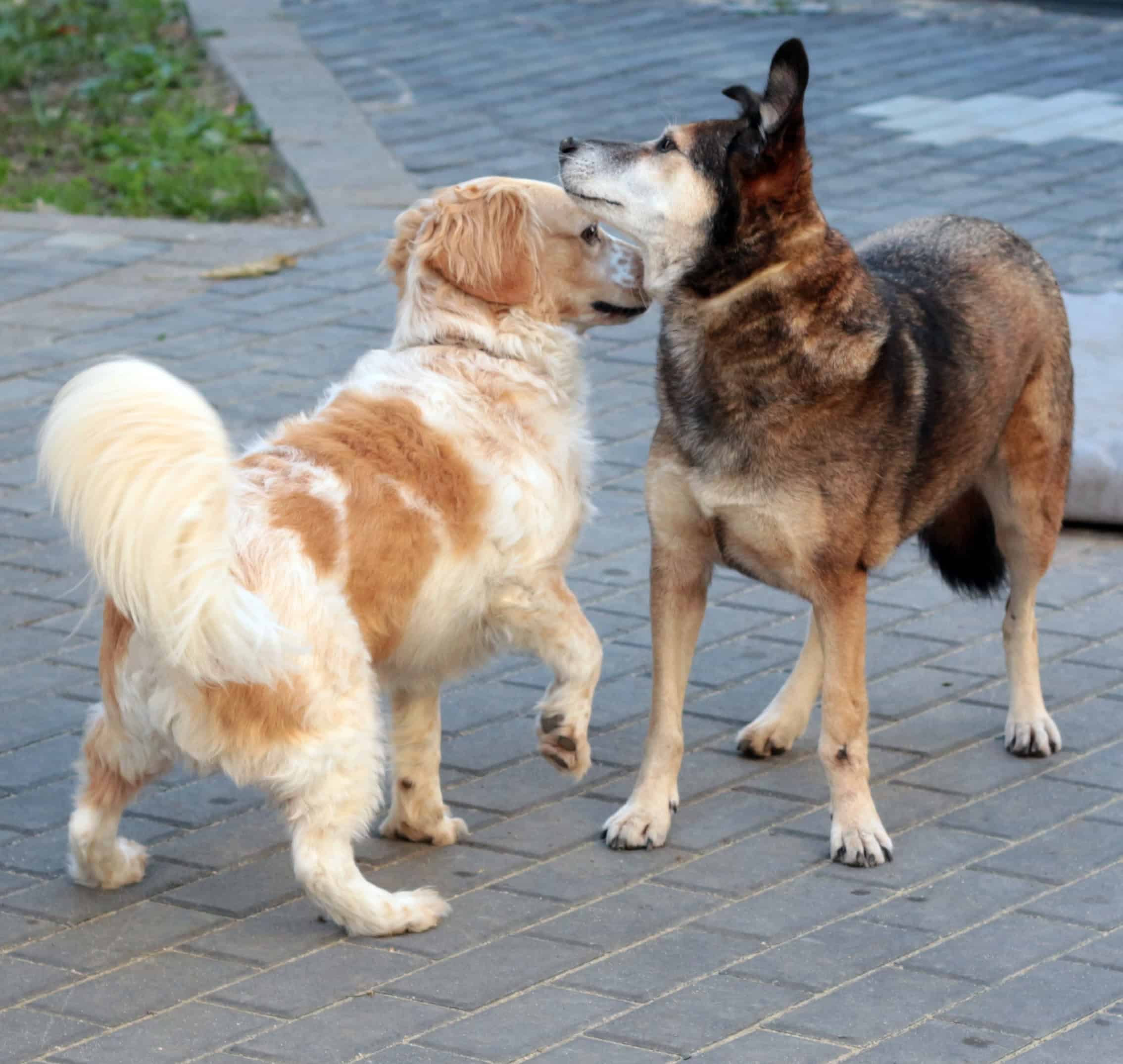 biancawolff-hunde-spielverhalten