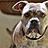 hund-bulldogge-tierbetreuung-biancawolff