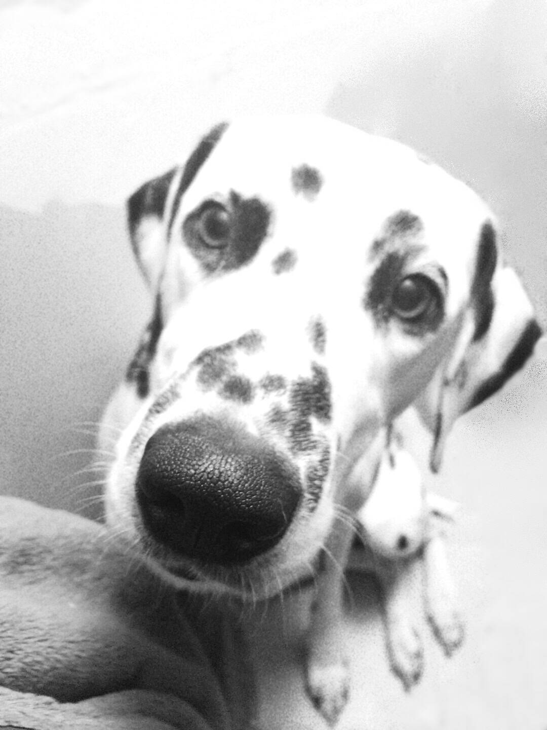 Processed with MOLDIV