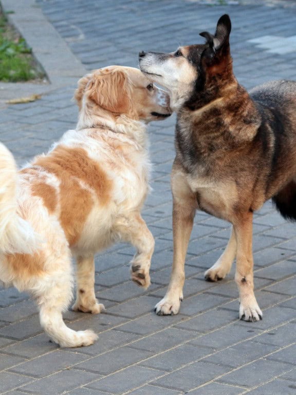 hundebetreuung-benji-abby-tierpension-biancawolff