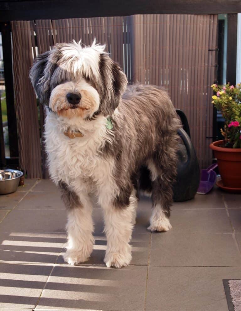 hundebetreuung-bobtail-tierpension-biancawolff