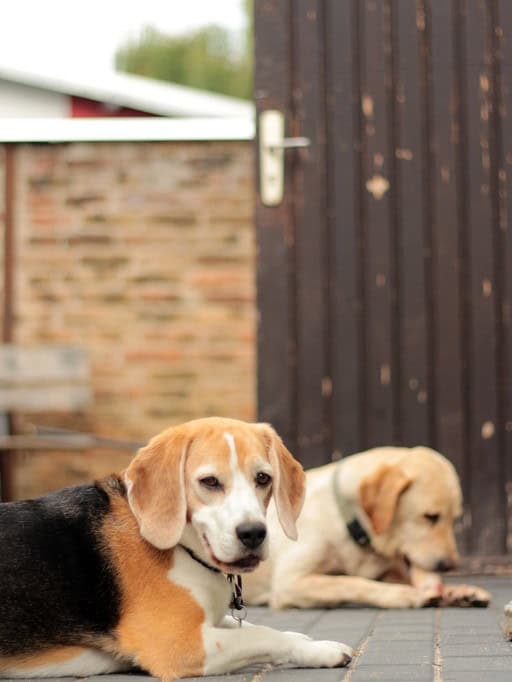hundebetreuung-emma-sally-tierpension-biancawolff