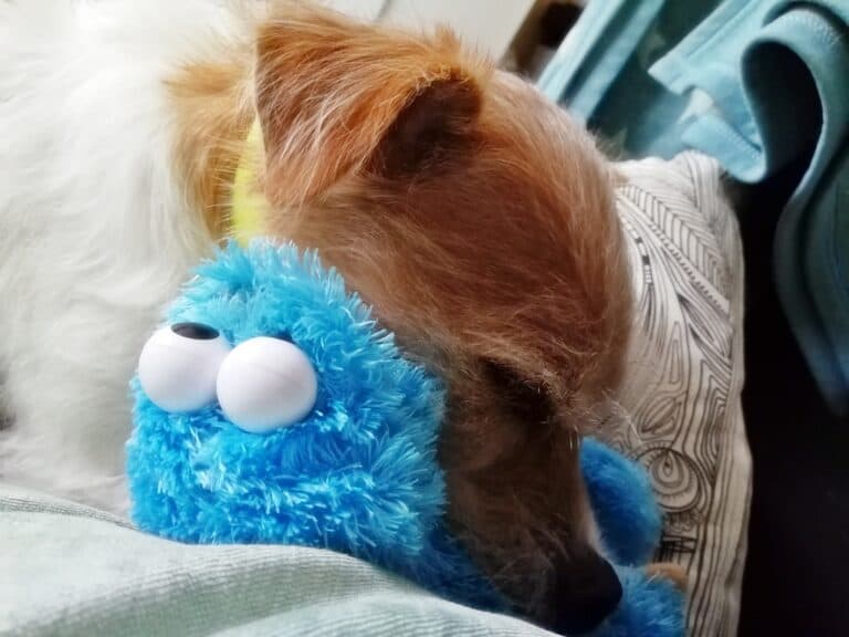 hundebetreuung-russelterrier-tierpension-biancawolff