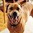 hundebetreuung-rusty-tierpension-biancawolff