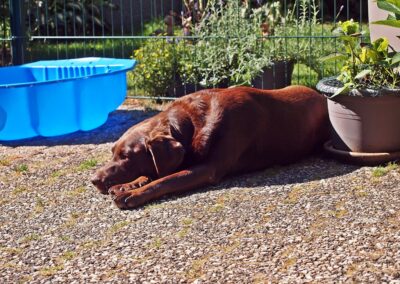 hundebetreuung-schokolabrador-tierpension-biancawolff