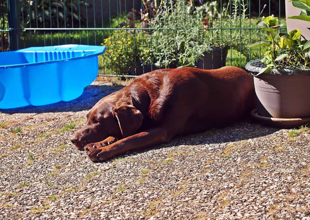 hundebetreuung-schokolabrador-tierpension-biancawolff