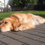 Golden Retriever liegt auf Steinplatten in der Sonne im Garten. er ist platt