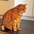 katze-garfield-tierservice-biancawolff