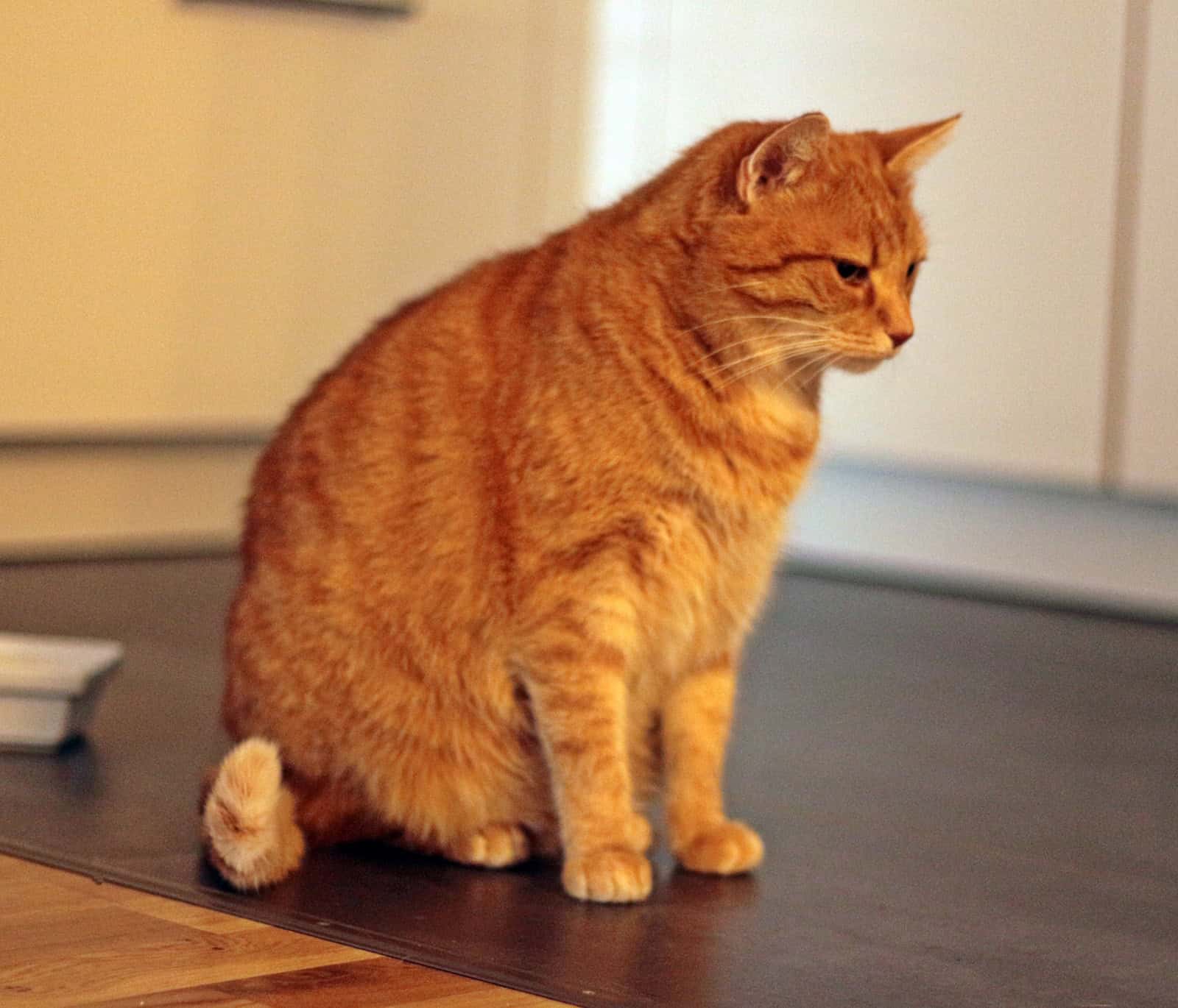 katze-garfield-tierservice-biancawolff
