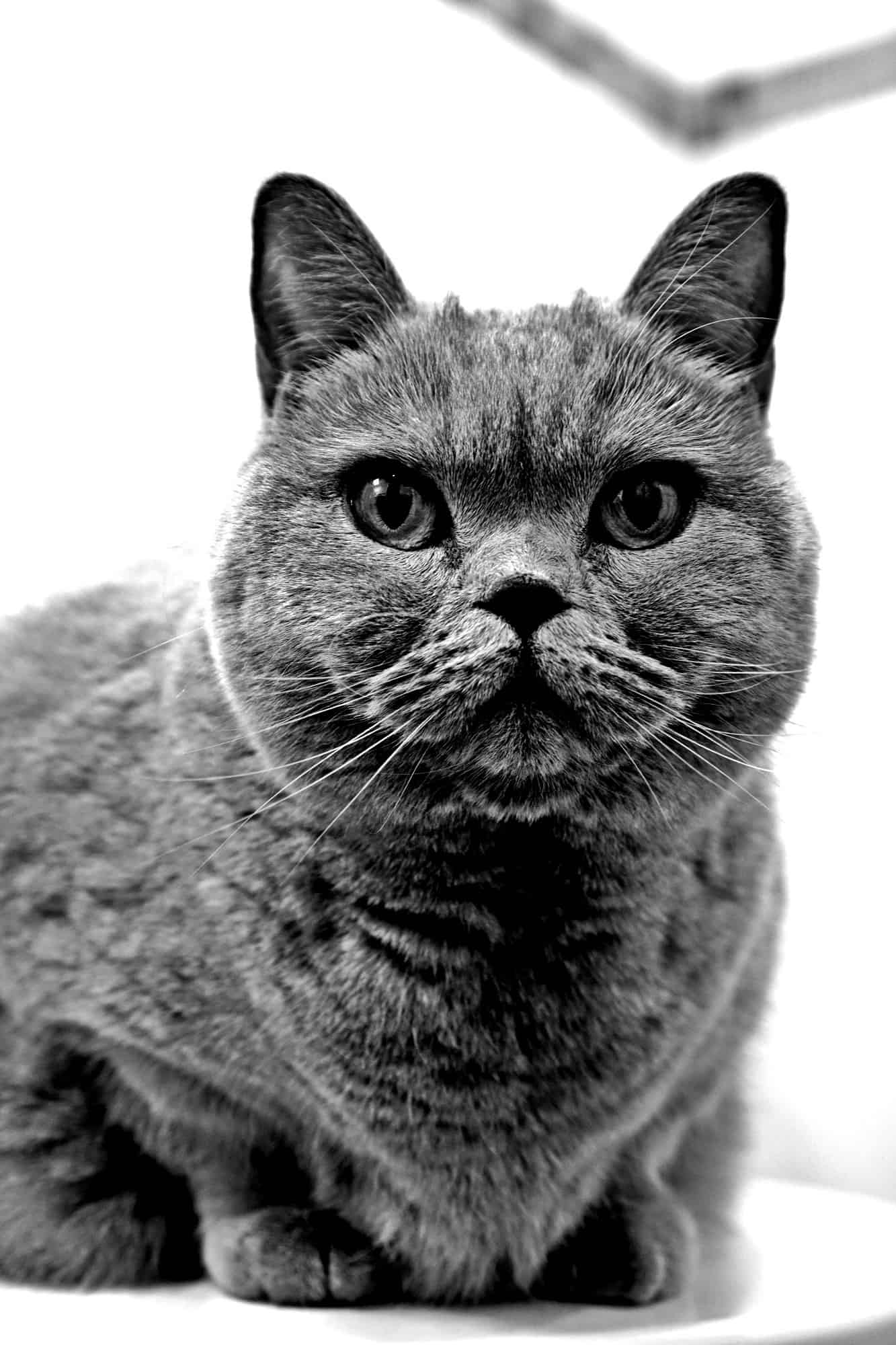 katzenbetreuung-fassbender-tierservice-biancawolff