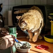 Katze interessiert sich auf der Küchenzeile für das Anrichten ihres Futters