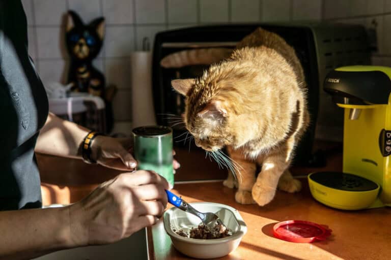 Katze interessiert sich auf der Küchenzeile für das Anrichten ihres Futters
