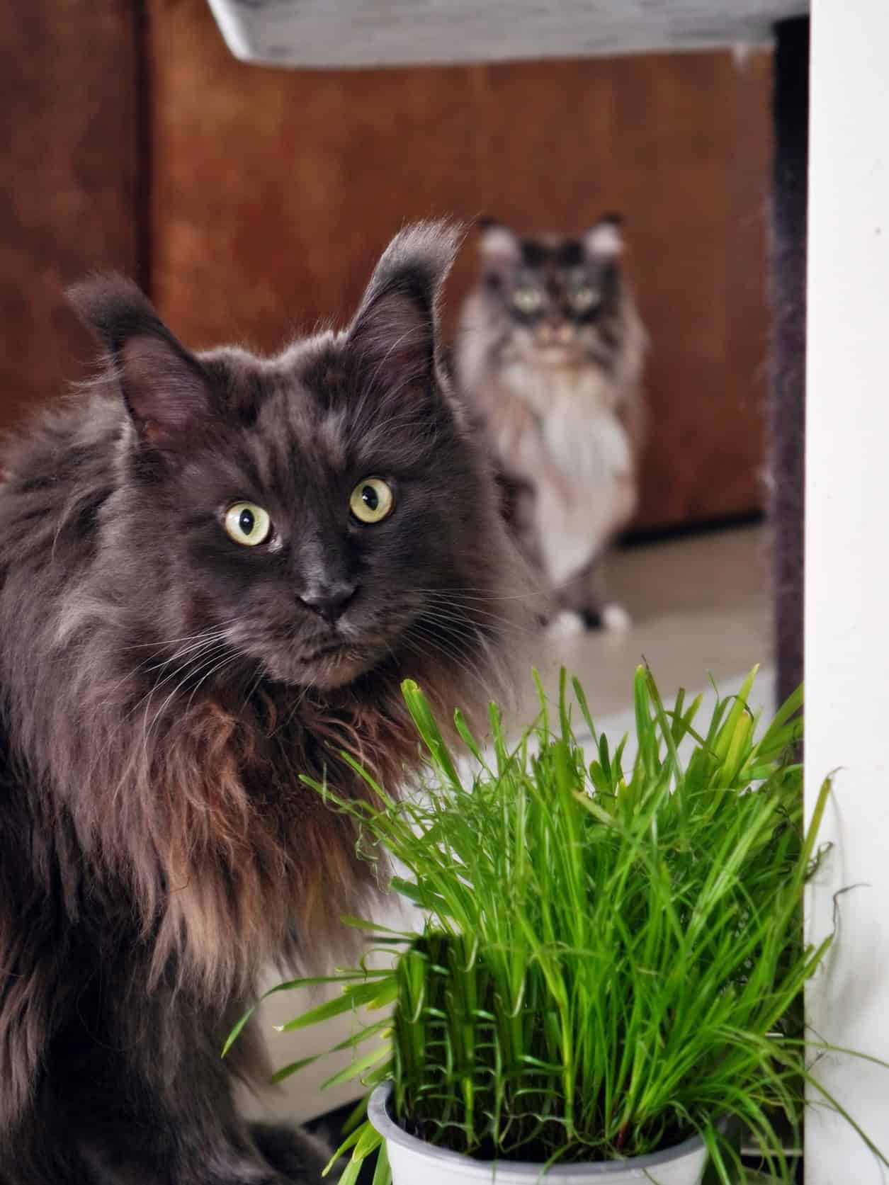 katzenbetreuung-katzengras-tierservice-biancawolff