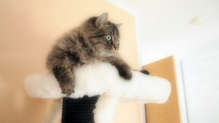 katzenbetreuung-maine-coon-tierservice-biancawolff
