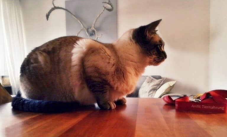 katzenbetreuung-siam-tierservice-biancawolff