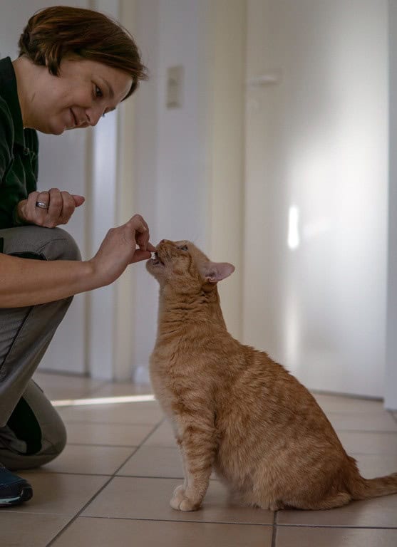 katzenbetreuung-spiel-tierservice-biancawolff