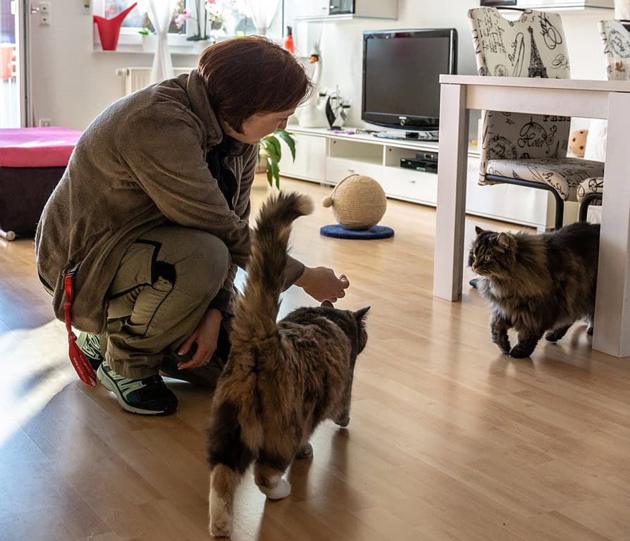 katzenbetreuung-spielzeiten-tierservice-biancawolff