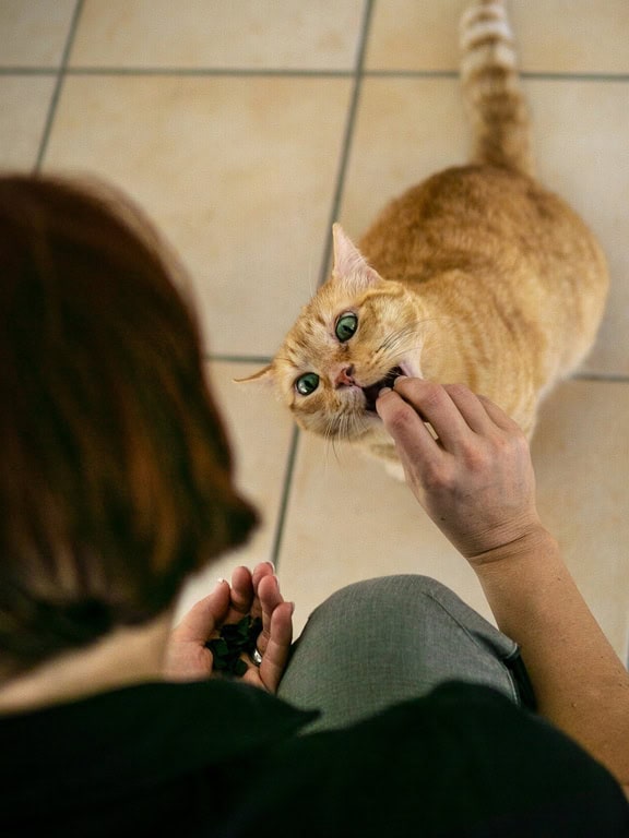katzenbetreuung-zu-hause-tierservice-biancawolff