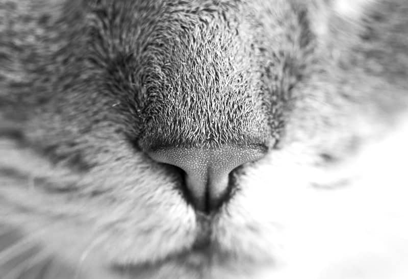 tiernase-katze-tierservicemitherz-biancawolff