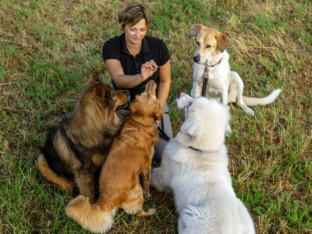 tierservice-biancawolff-hunde-spielen-im-rudel